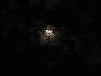 IMG_2538.webp