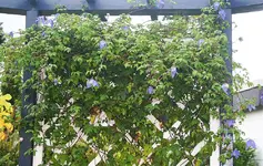 FR Nachblüte.webp