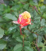 Caramella-Nachblüte.webp