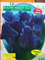 blaue Tulpen.webp