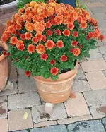 rostrote Chrysantheme.webp