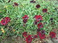 Schokoblume.webp