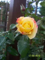 100_2645.webp