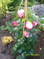 100_2648.webp