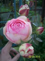 100_2657.webp