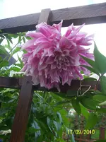 100_2644.webp