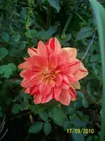 100_2646.webp