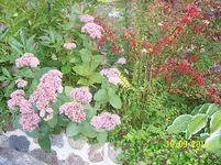 100_2658.webp