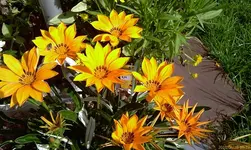35627.webp
