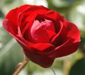 DSC09841(1).webp