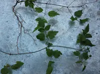 Gewächs 1.webp