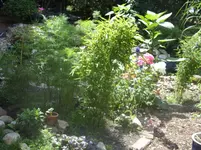 Garten 003.webp
