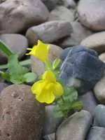 Garten 005.webp