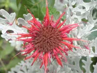 Garten 006.webp