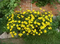Garten 008.webp