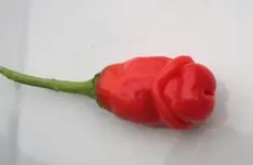 penis-chili-red.webp