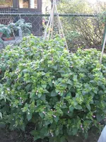 IMG_2837.webp