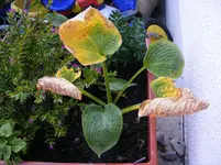 001.webp
