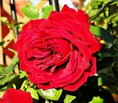 DSC09783.webp
