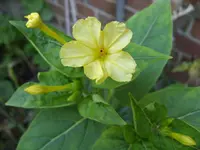 Garten 001.webp