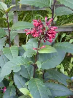 Garten 008.webp