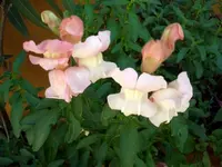 Löwenmäulchen.webp