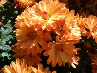 CIMG5579.webp