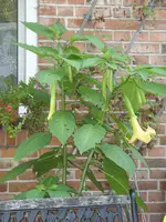 Garten 011.webp