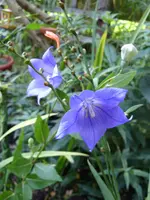 Garten 013.webp