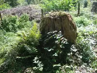 baumstumpf.webp