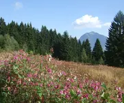 springkraut.webp