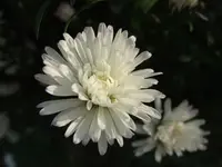 asternblüte.webp