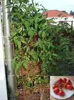 baumtomate+ernte.webp