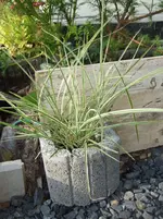 miscsinvariegatus.webp