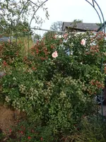 rosenbogenrose.webp