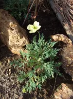 zwergmohn.webp