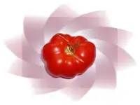 PonderosaRed.webp