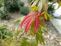 DSCF5126.webp