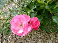 DSCF5129.webp