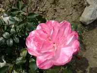 DSCF5136.webp