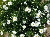 DSCF5137.webp
