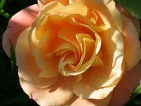 021.webp