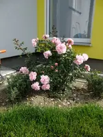 DSCF5151.webp