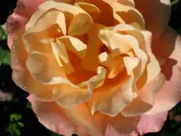 022.webp