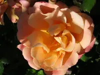 023.webp
