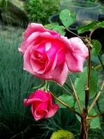 SDC12218.webp