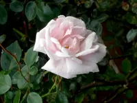 SDC12227.webp