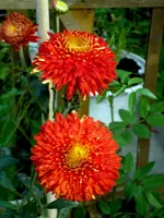 SDC12230.webp