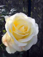 SDC12232.webp