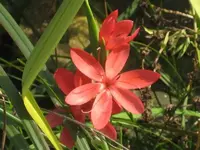 Wassergladiole.webp